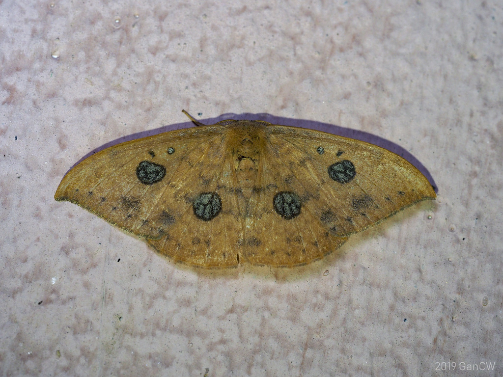 Agnidra discispilaria