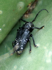 Acanthoderes funeraria