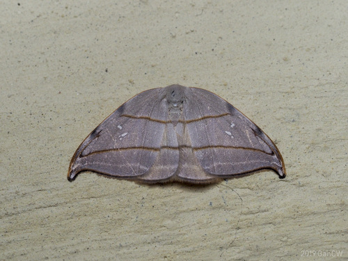 Nordstromia amabilis