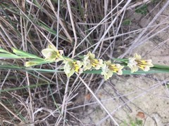 Gladiolus griseus