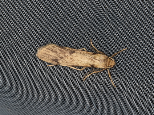 Graphosia stenopepla Hampson, 1914