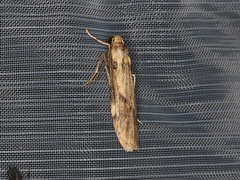 Graphosia stenopepla