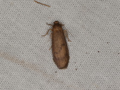 Lambula obliquilinea