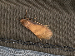 Lambula obliquilinea