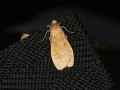 Lambula obliquilinea
