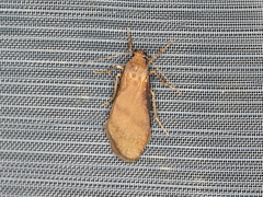 Lambula obliquilinea