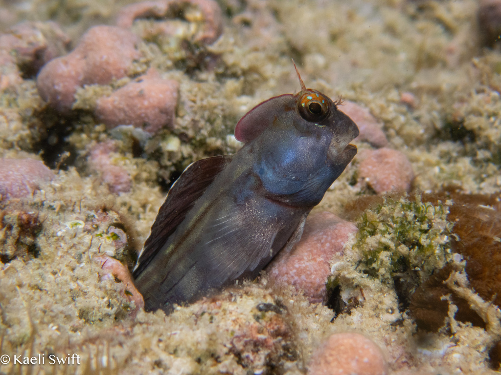 Lined-Tail Blenniella