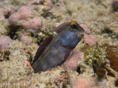 Lined-Tail Blenniella photo 1