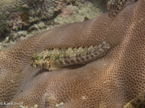 Entomacrodus niuafoouensis observed 2024-07-14