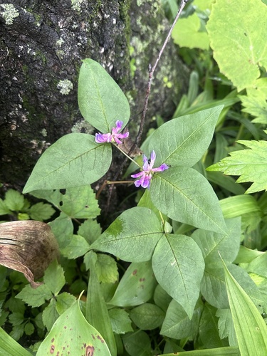 Image of Vicia ohwiana by (c) Tatyana Petrenko, some rights reserved (CC BY)