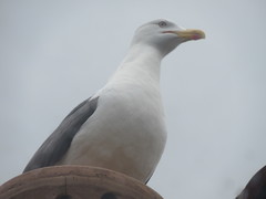 Larus fuscus