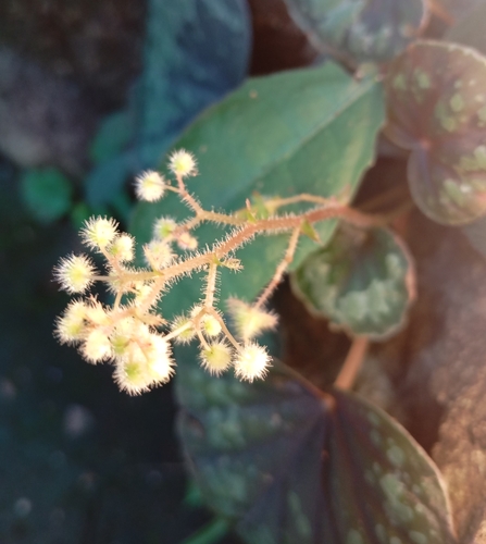 Begonia alicida (Begonia alicida)