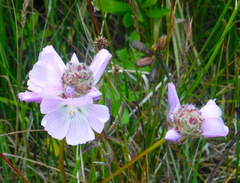 Sidalcea calycosa rhizomata
