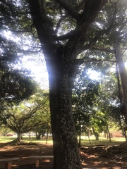 Copaifera langsdorffii