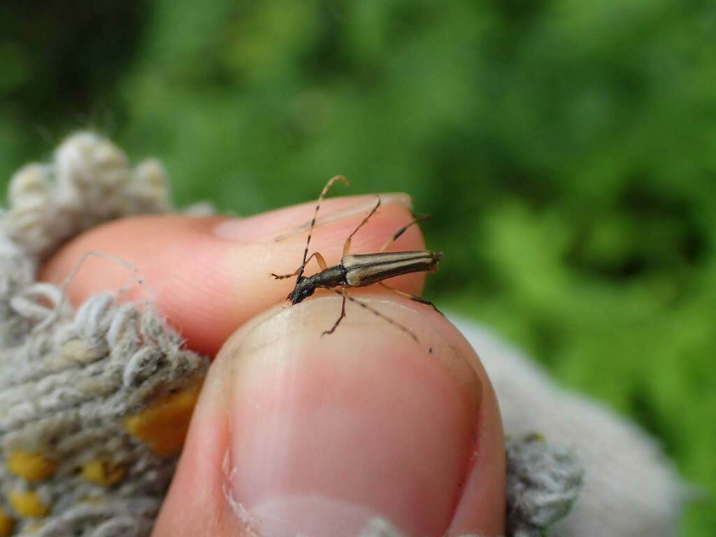 Parastrangalis lesnei