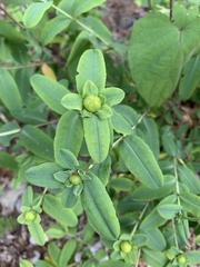 Hypericum frondosum