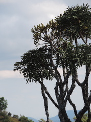 Cussonia arborea