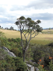 Cussonia arborea