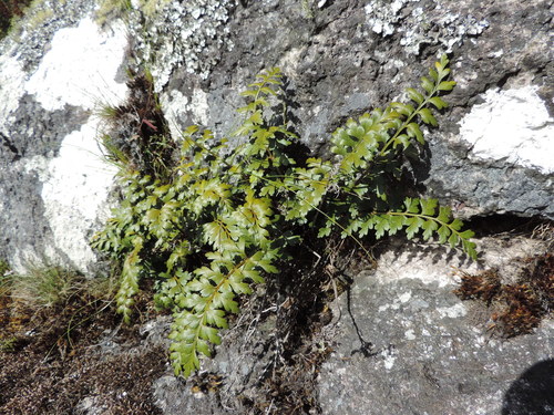 Asplenium stuhlmannii image