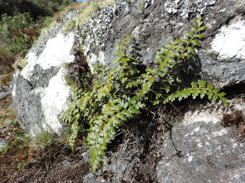 Asplenium stuhlmannii image