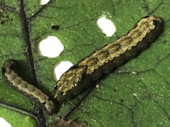 Spodoptera littoralis