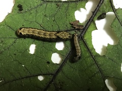 Spodoptera littoralis
