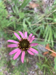 Echinacea tennesseensis