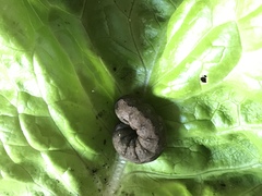 Spodoptera littoralis