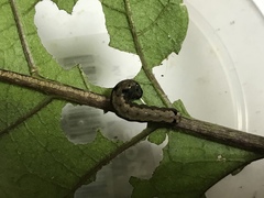 Spodoptera littoralis