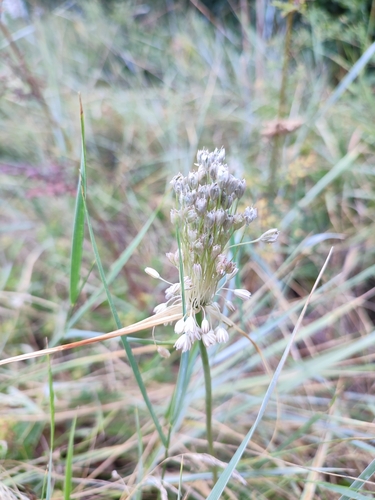 Allium marginatum (Allium marginatum)