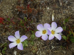 Leptosiphon grandiflorus