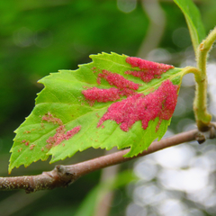 Acalitus longisetosus