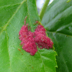 Acalitus longisetosus