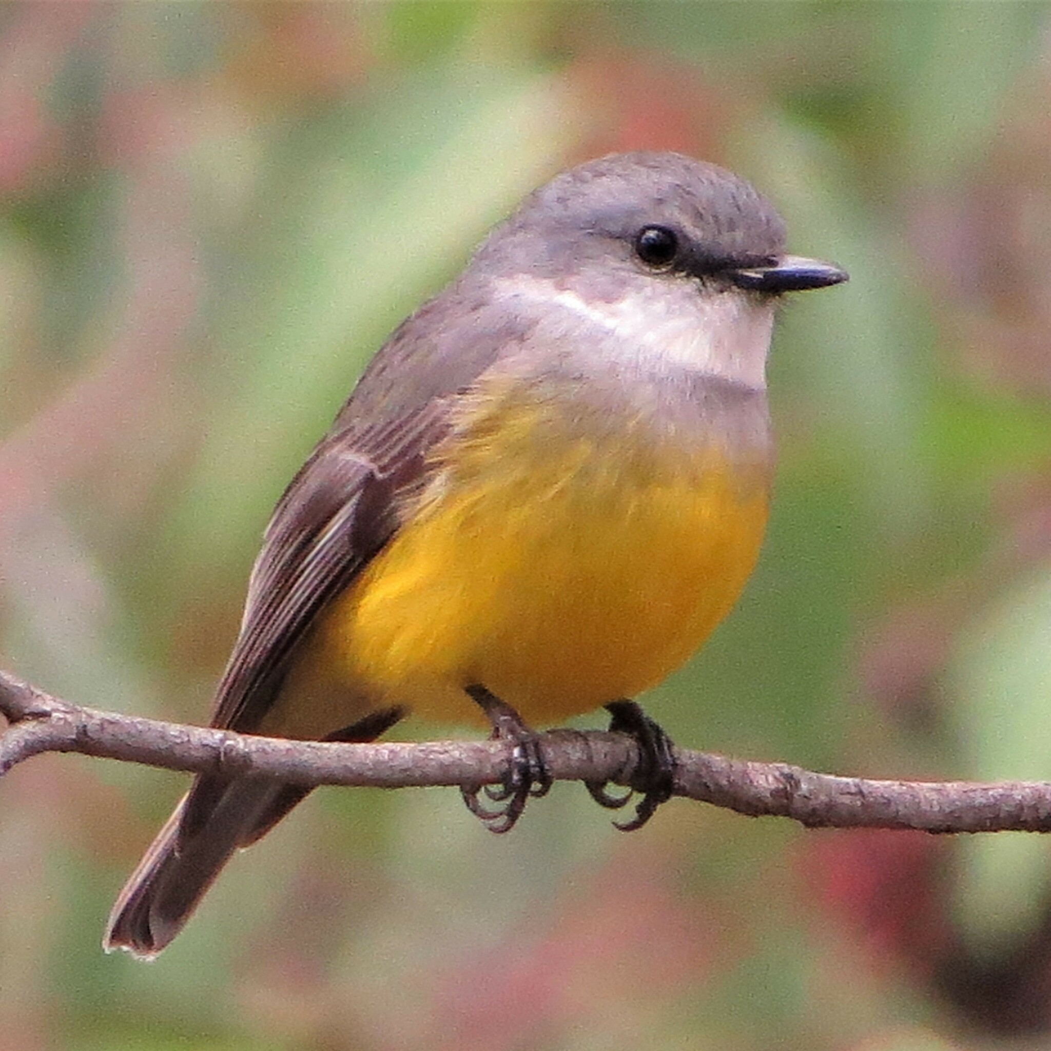 Western Yellow Robin illustration