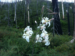 Lilium washingtonianum