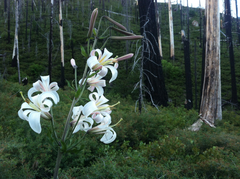 Lilium washingtonianum