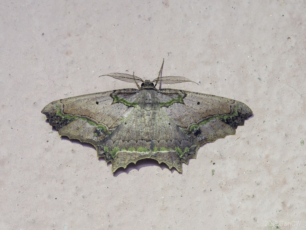 Menophra decorata