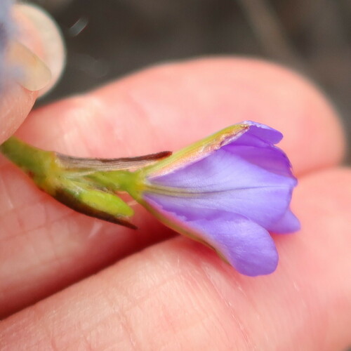 Aristea glauca (Aristea glauca)