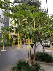 Brugmansia