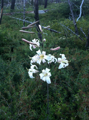 Lilium washingtonianum