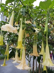 Brugmansia