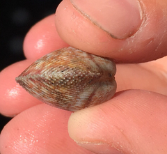 Dallocardia quadragenaria