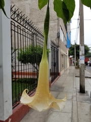 Brugmansia