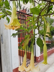 Brugmansia