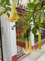 Brugmansia