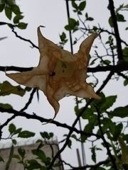 Brugmansia
