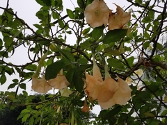 Brugmansia