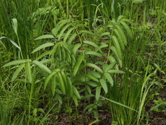 Sanguisorba tenuifolia