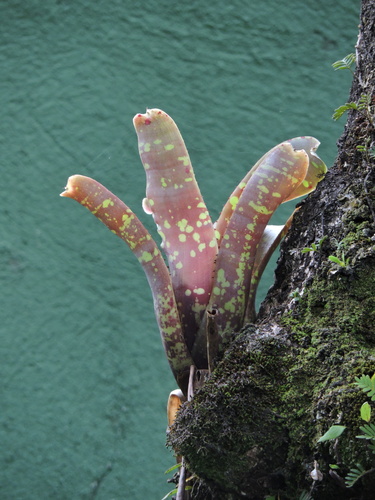 Image of Neoregelia marmorata by (c) Fabrício Mil Homens Riella, some rights reserved (CC BY)
