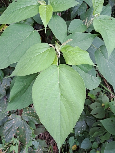 Acalypha angatensis (Acalypha angatensis)
